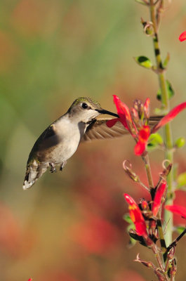 Hummingbird