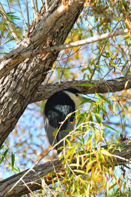 Gilbert Riparian Preserve