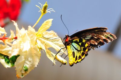 Butterfly Magic