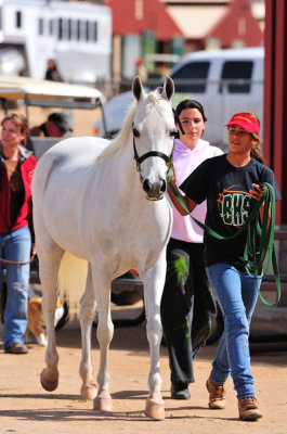 Scottsdale Arabian Horse Show