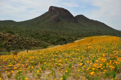 Roadside Poppies