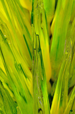 Chihuly