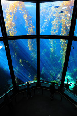 Monterey Bay Aquarium