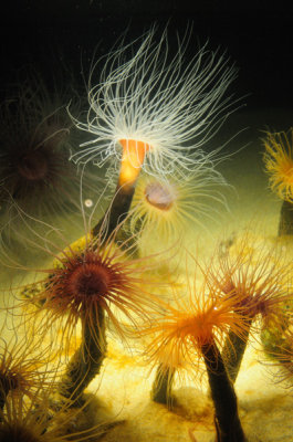 Monterey Bay Aquarium