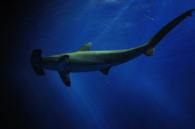 Monterey Bay Aquarium