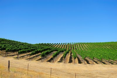 Vineyards