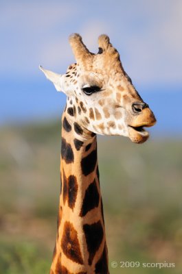 Giraffe Laugh