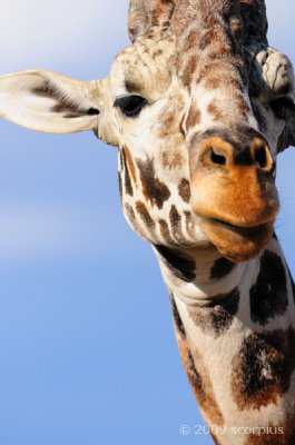 Giraffe Stare Down