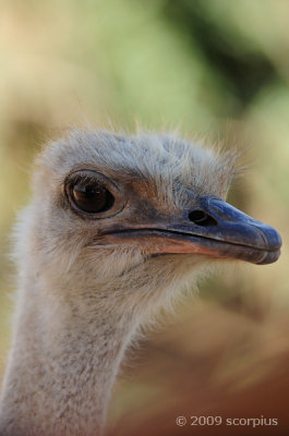 Ostrich Glare