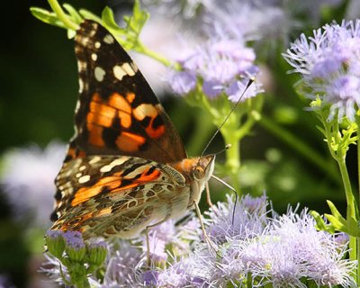 painted lady.jpg