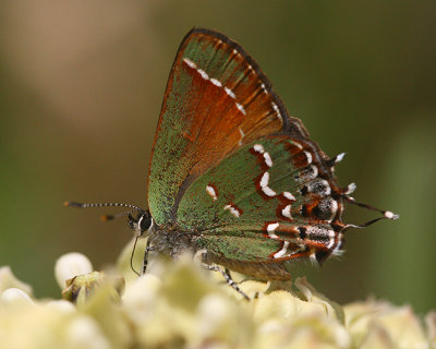 Juniper hairstreak.jpg