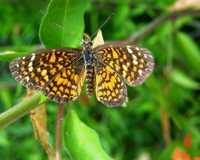 checkerspot.jpg