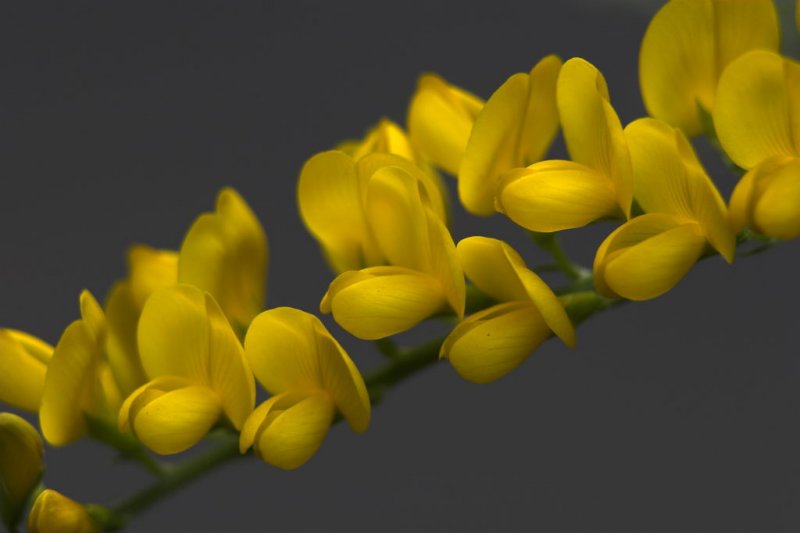 Broom flowers