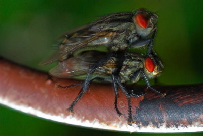 Love bugs