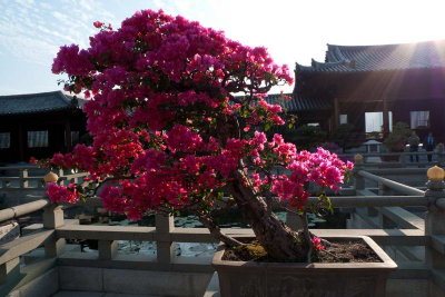 Bonsai against the sun