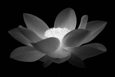 Glowing lotus