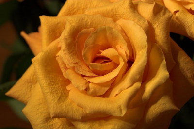 Yellow rose