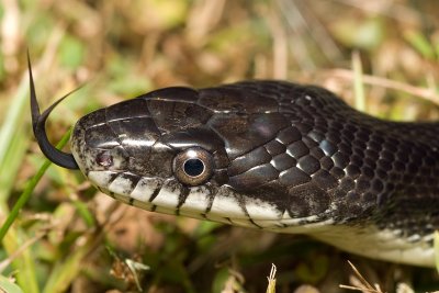 Snake w tongue 5797 (V71)