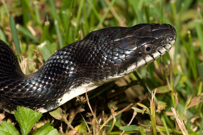 Snake in the grass 5793 (V71)