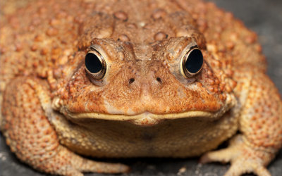 Bemused toad 6984 (V72)