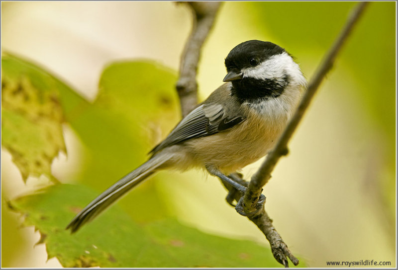 Black-capped Chickadee 14