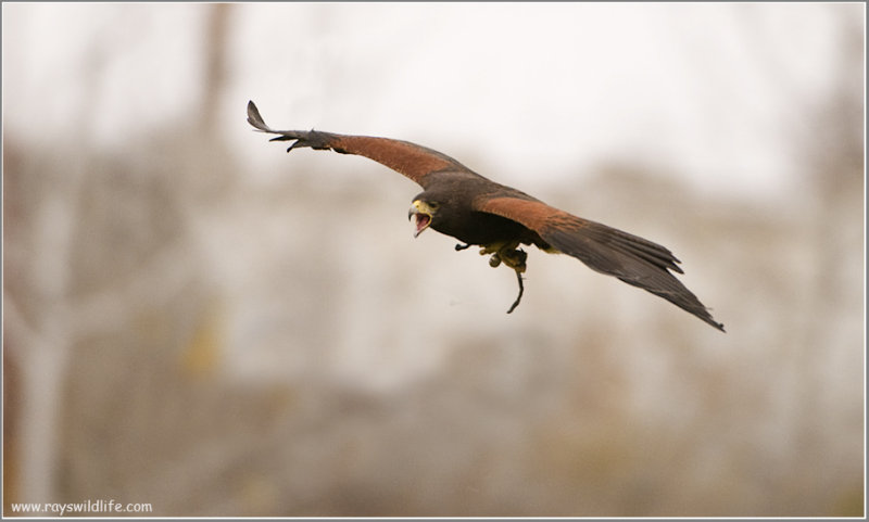 Gorans Harris Hawk  (captive)