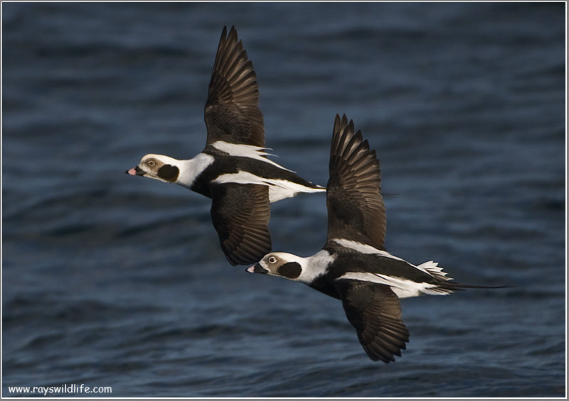 Long-tailed Ducks 27