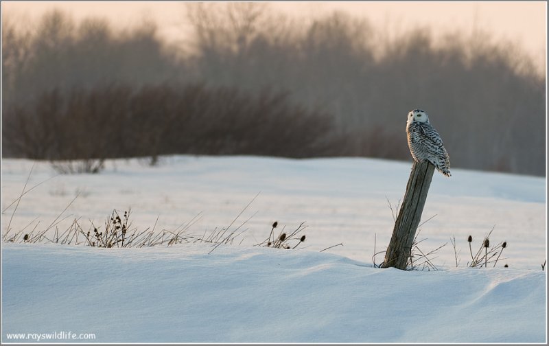Snowy Owl 42