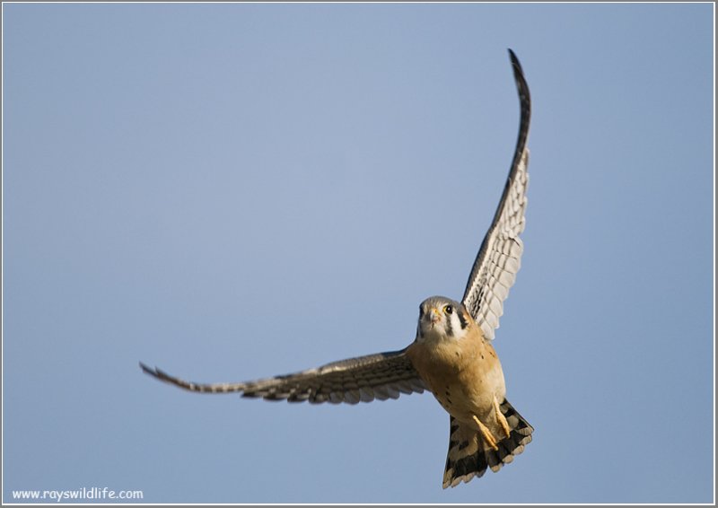 American Kestrel flight 60