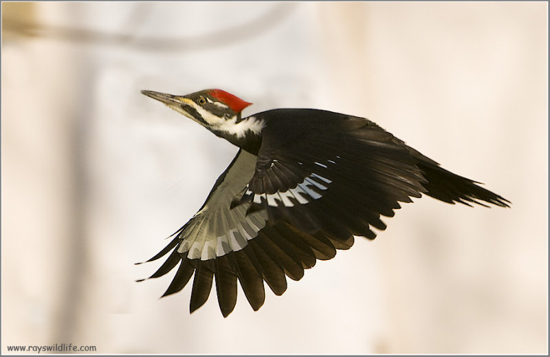 Pileated Woodpecker in Flight photo - Raymond J Barlow photos at pbase.com