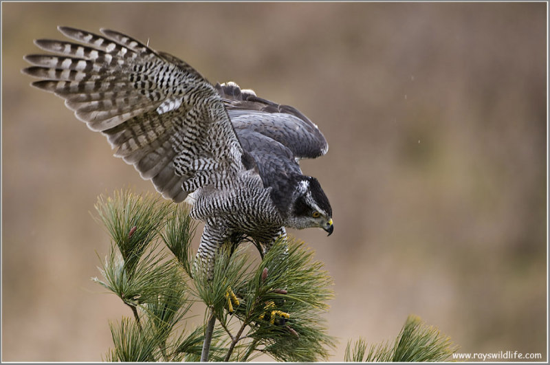 Dions Goshawk   (captive)