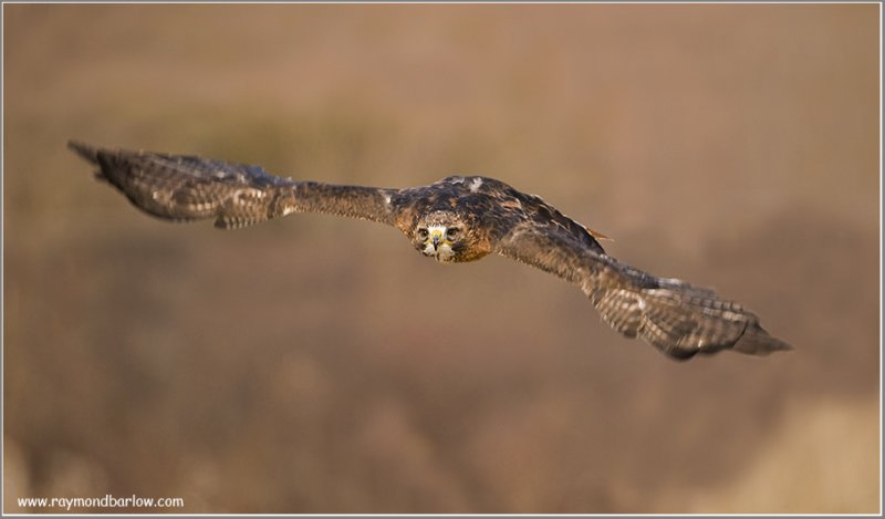 Red-tailed Hawk   (captive)