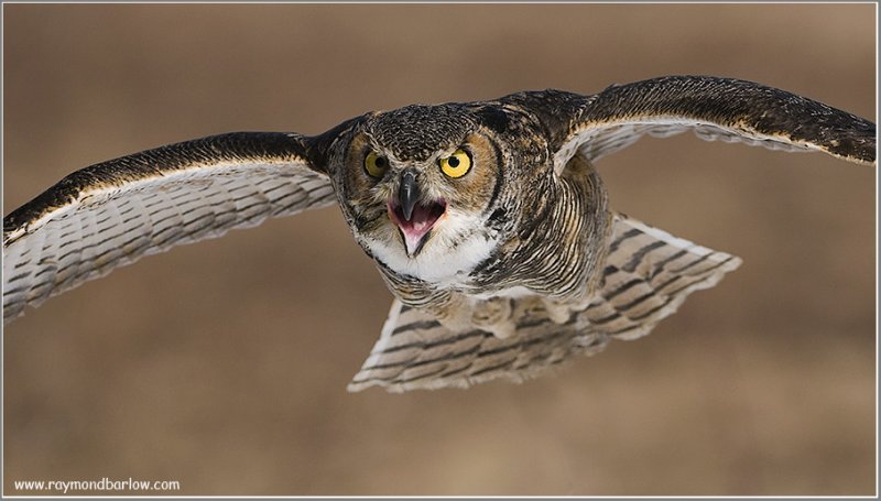 Great Horned Owl   (captive)