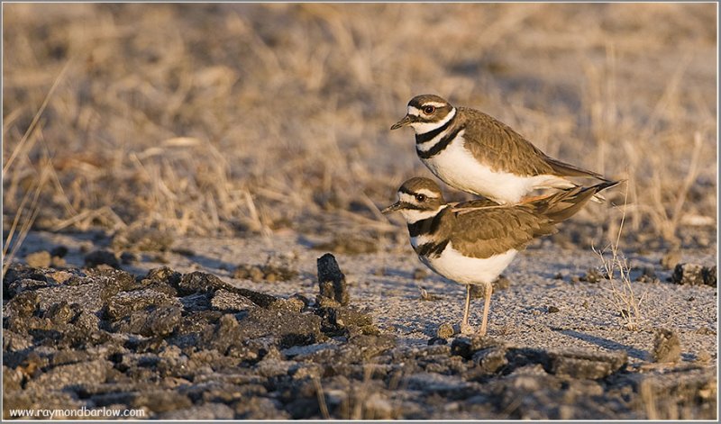 Killdeer Mating