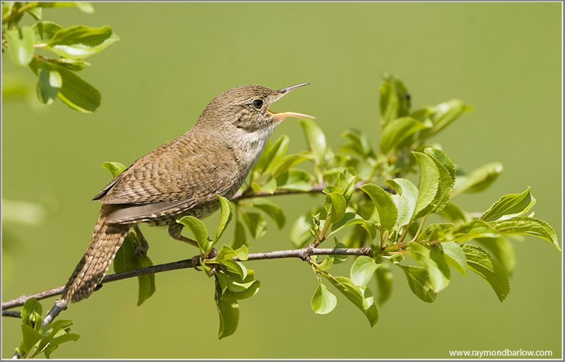 House Wren