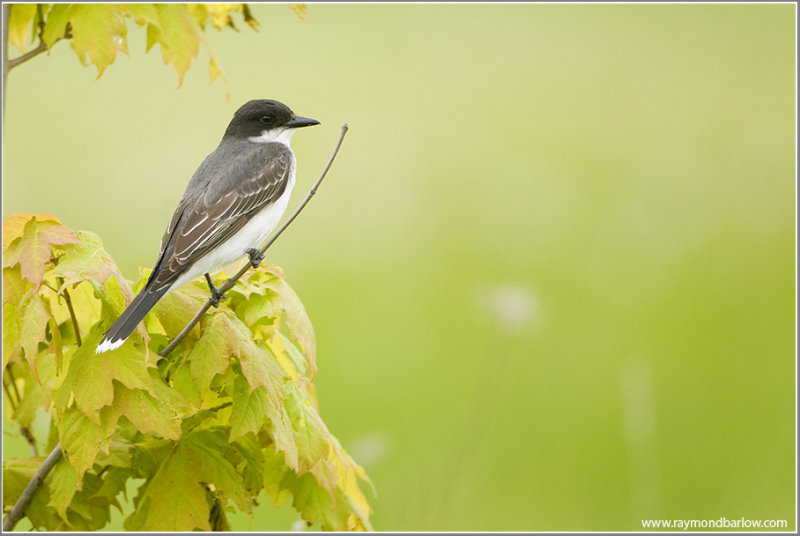 Eastern Kingbird