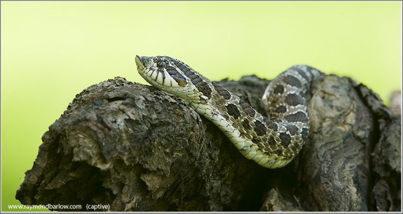 Western Hog-nosed Snake  (captive)