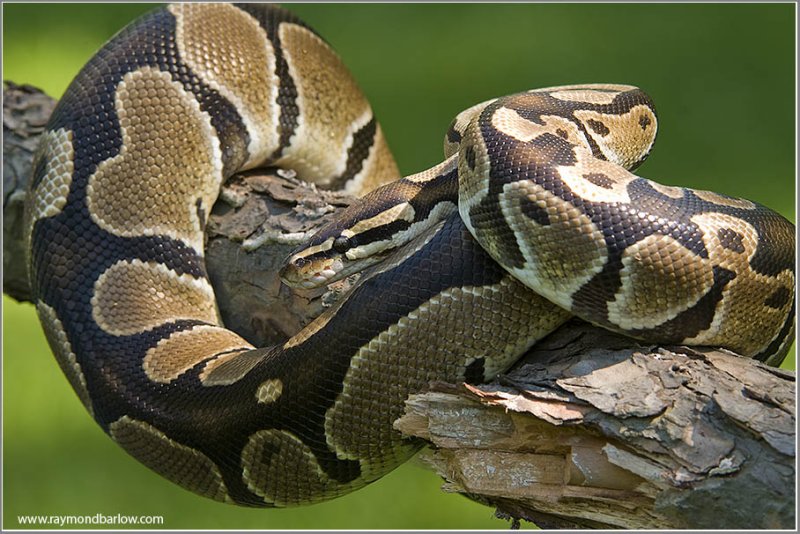 Royal Python (captive)