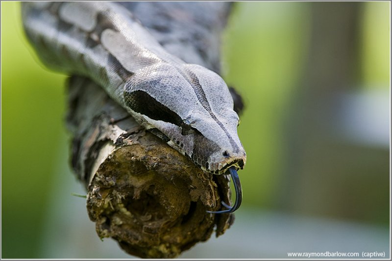 Red Tail Boa Constrictor (captive)