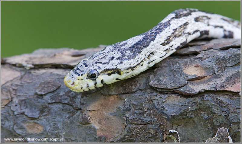 Corn Snake  (captive)