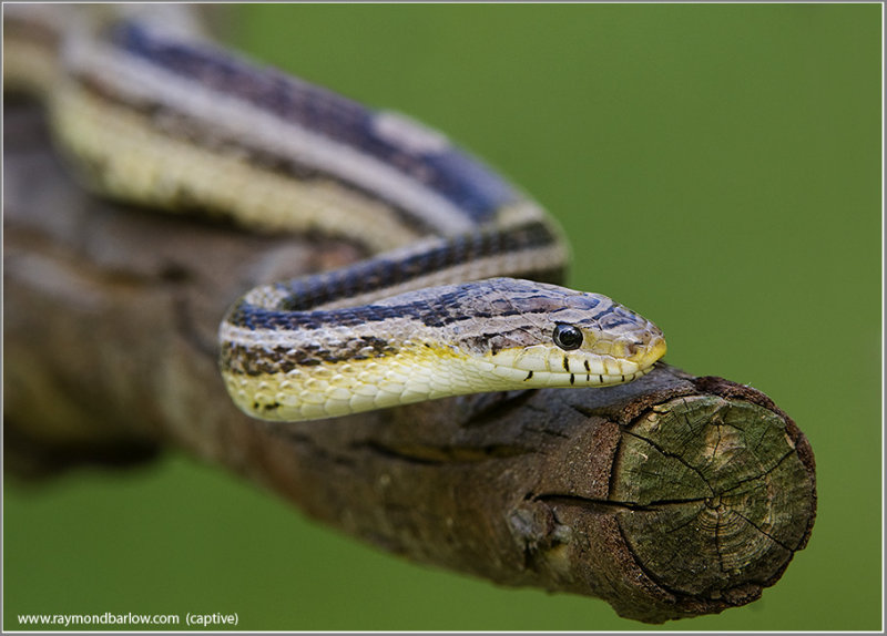 Corn Snake  (captive)