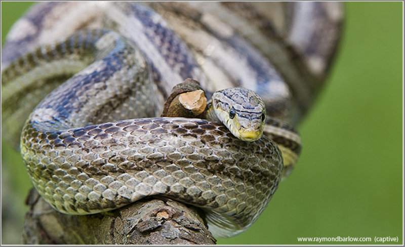 Corn Snake  (captive)