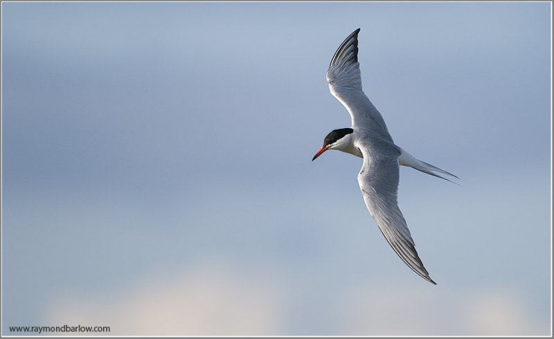 Common Tern