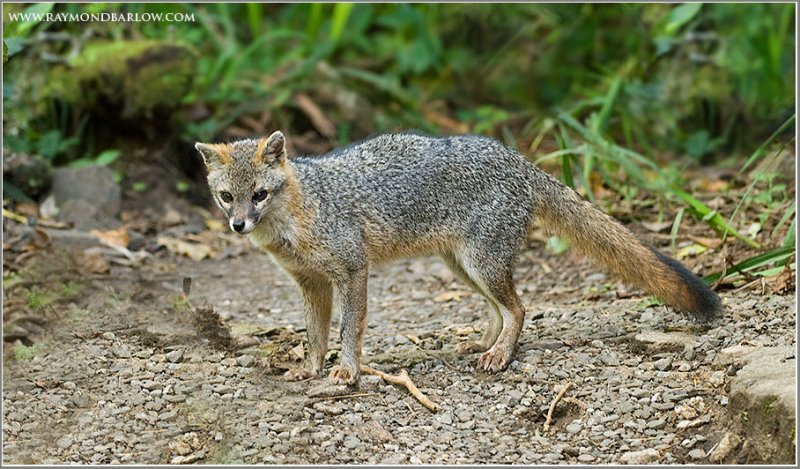 Costa Rica Fox