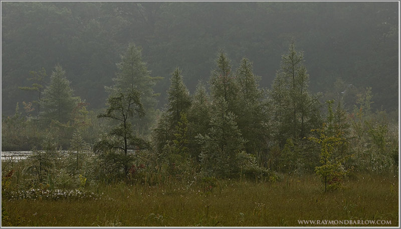 Grassy lake Scenic