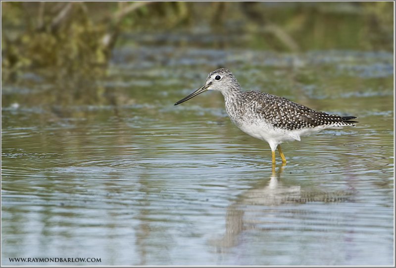 yellow legs