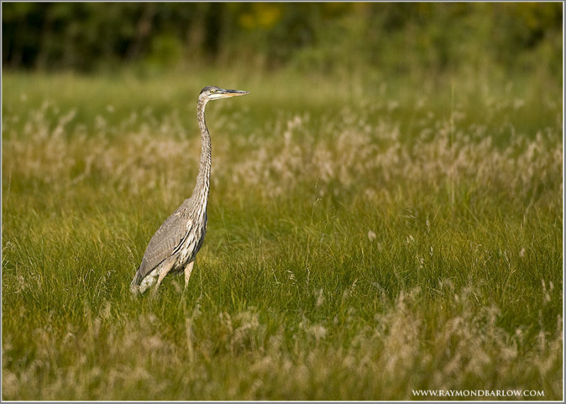 Great Blue Heron