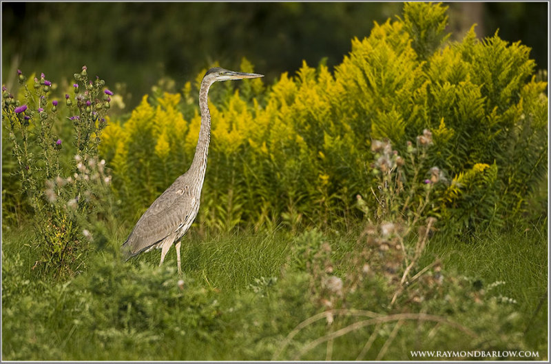 Great Blue Heron