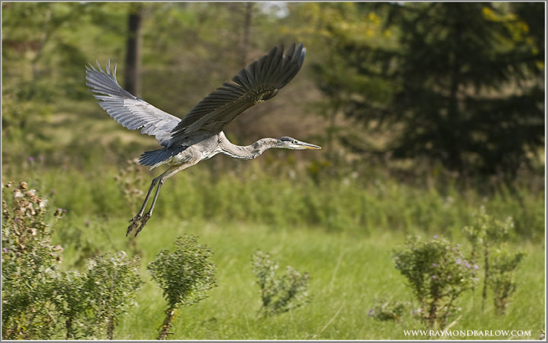 Great Blue Heron
