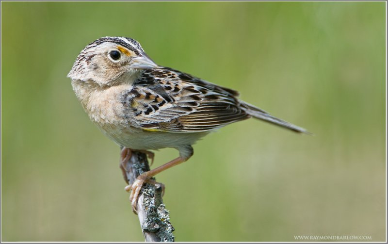 Grasshopper Sparrow